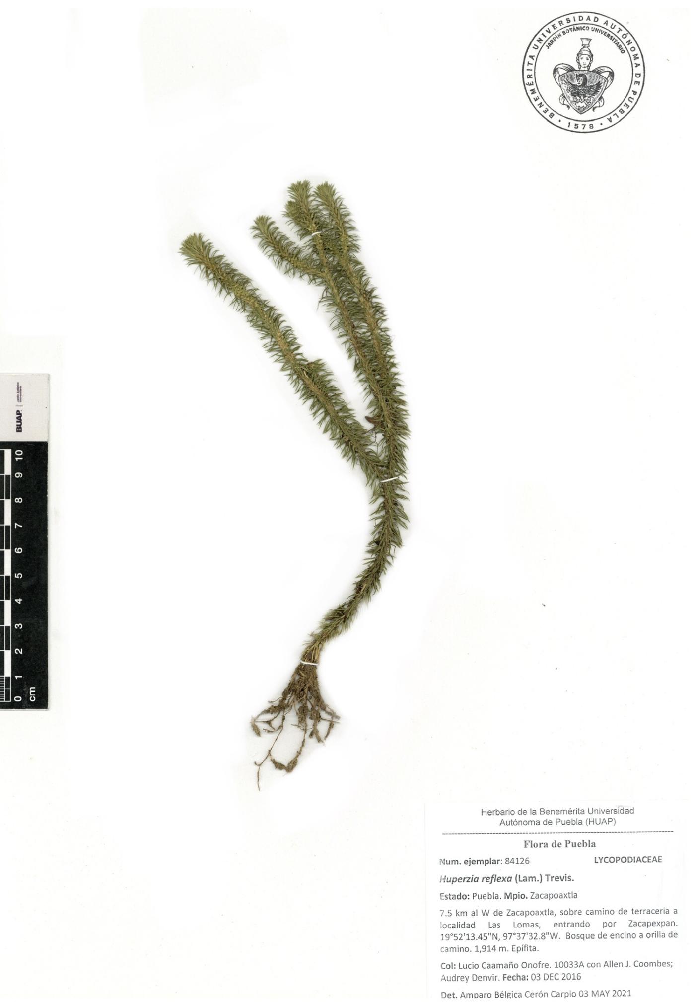 Phlegmariurus reflexus image
