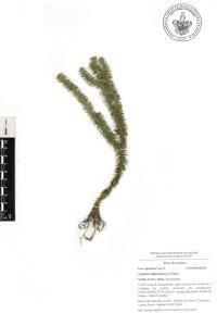 Phlegmariurus reflexus image
