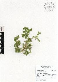 Selaginella flexuosa image