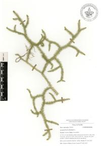 Lycopodium clavatum image