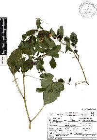 Impatiens mexicana image