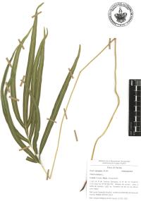 Pteris cretica image