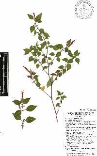 Cuphea bustamanta image