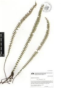 Asplenium monanthes image
