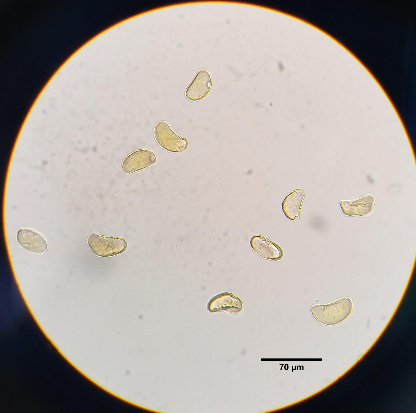 Pecluma liebmannii image