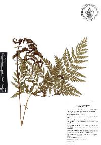 Anemia adiantifolia image