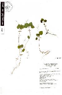 Roldana angulifolia image