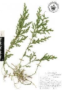 Selaginella stellata image