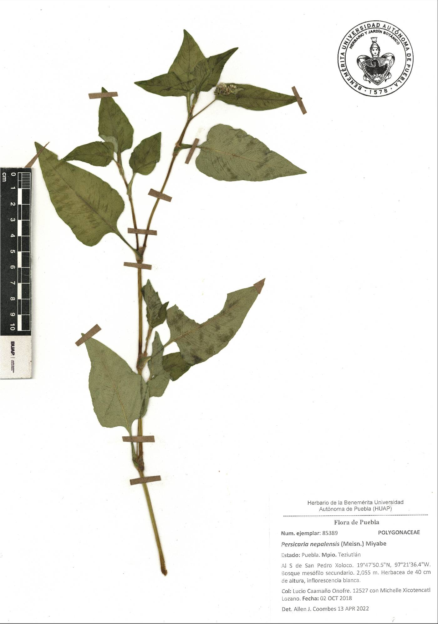 Persicaria nepalensis image