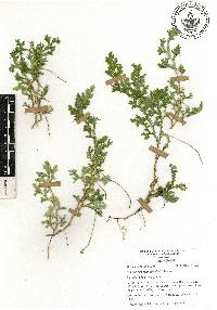 Selaginella stenophylla image