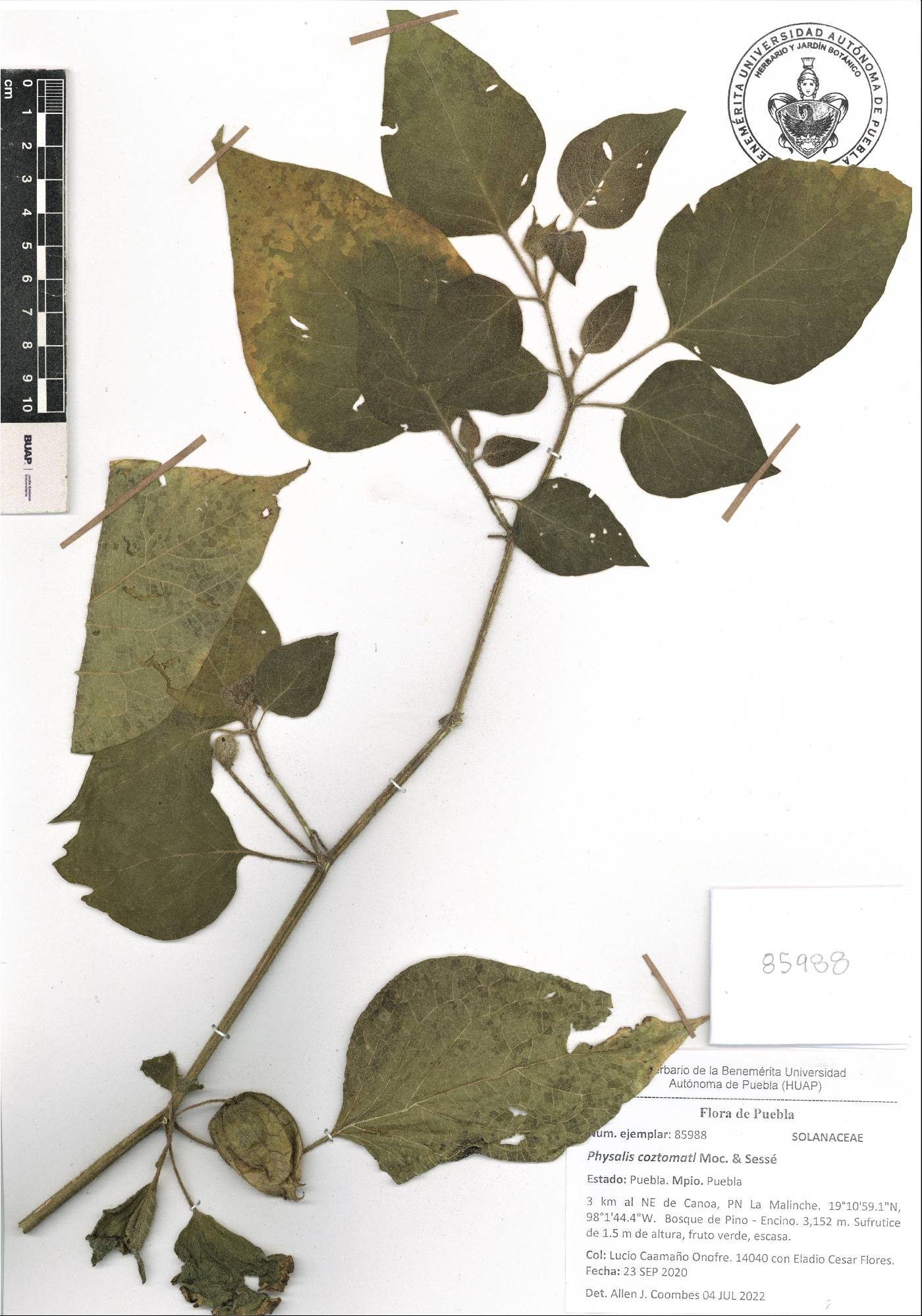 Physalis coztomatl image