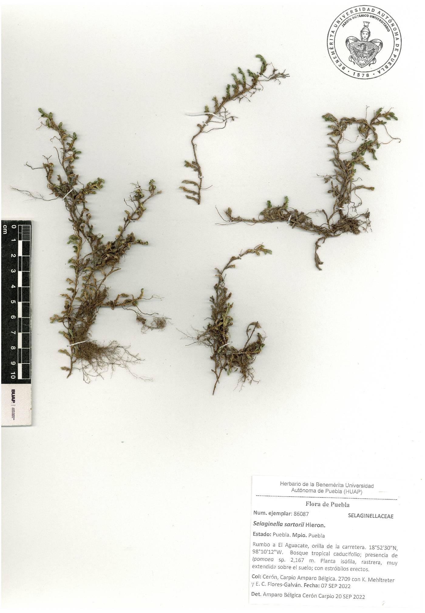 Selaginella sartorii image