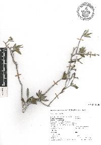 Heliotropium calcicola image