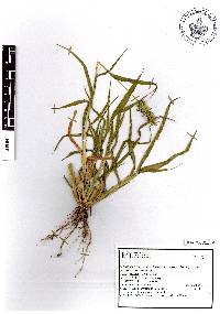 Setaria adhaerens image