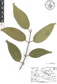 Cinnamomum verum image