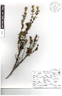 Oxylobus arbutifolius image