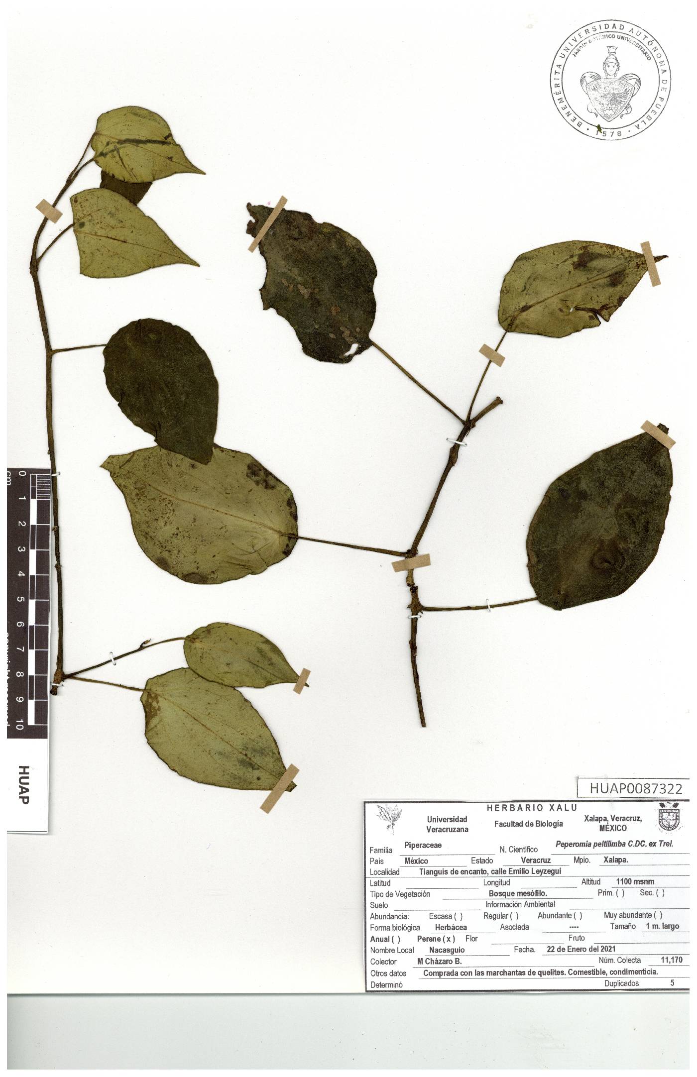 Peperomia peltilimba image