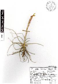 Tillandsia schiedeana image