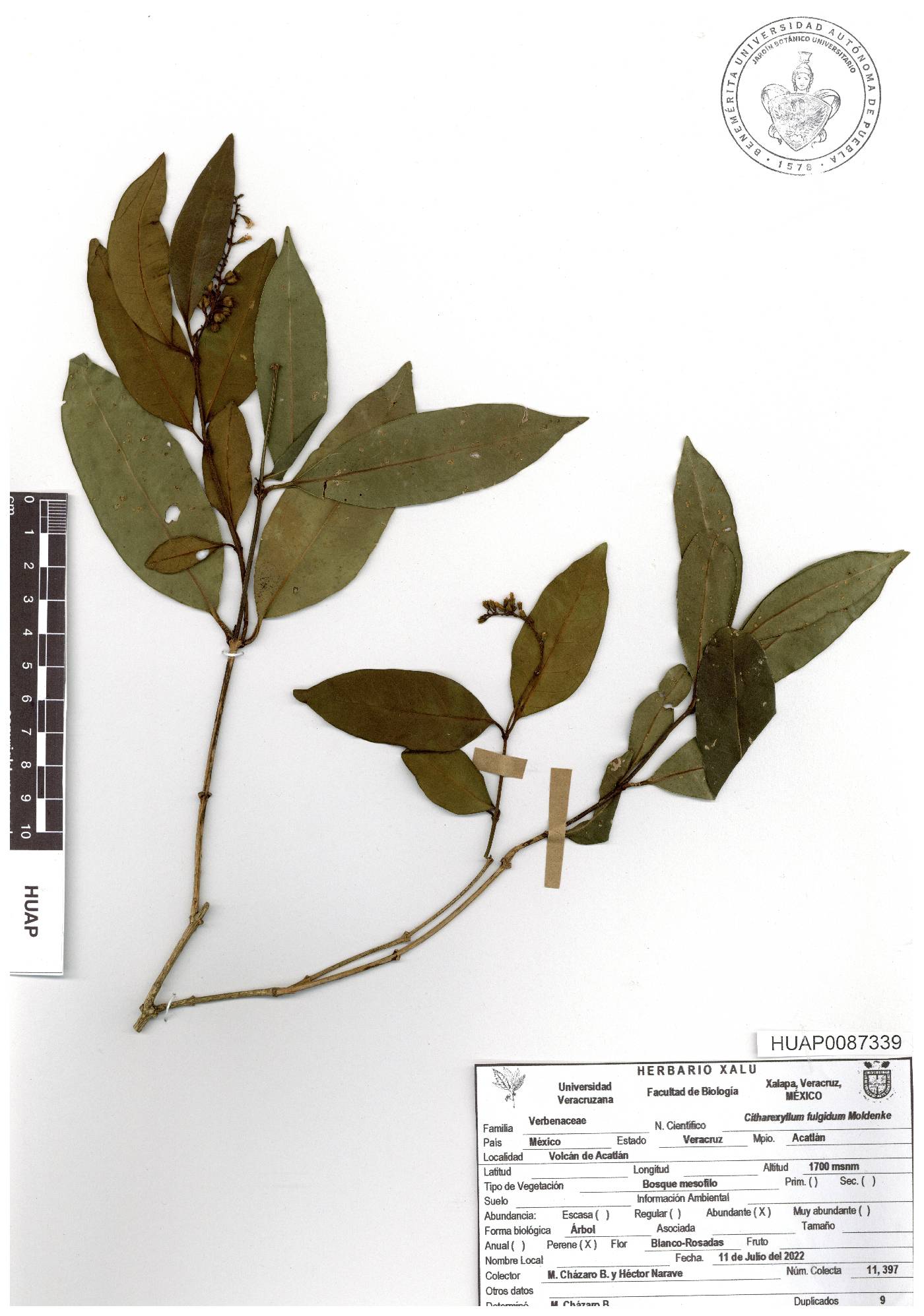 Citharexylum fulgidum image