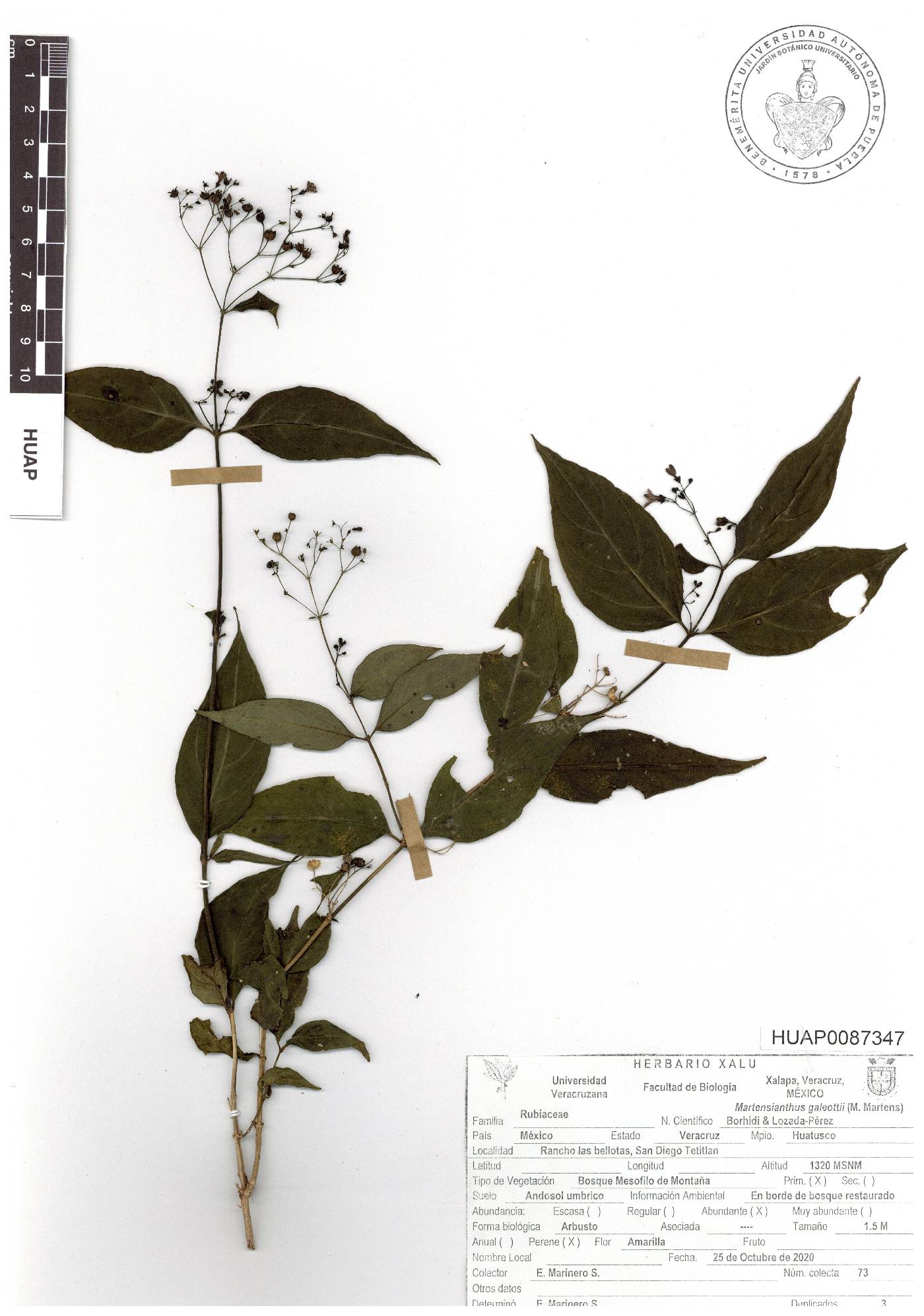 Martensianthus galeottii image