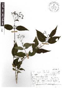 Image of Martensianthus galeottii