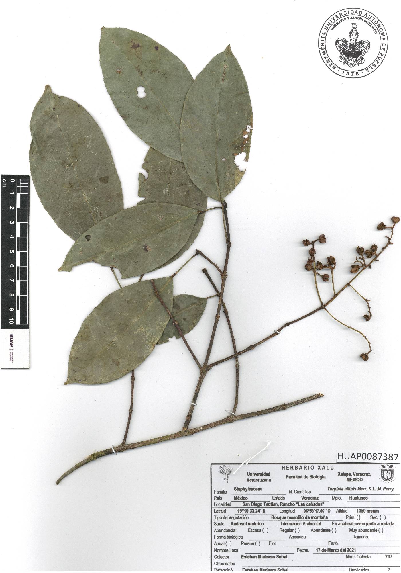 Staphylea affinis image