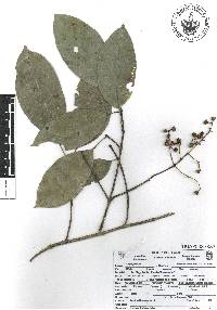 Image of Staphylea affinis