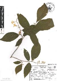 Styrax glabrescens image