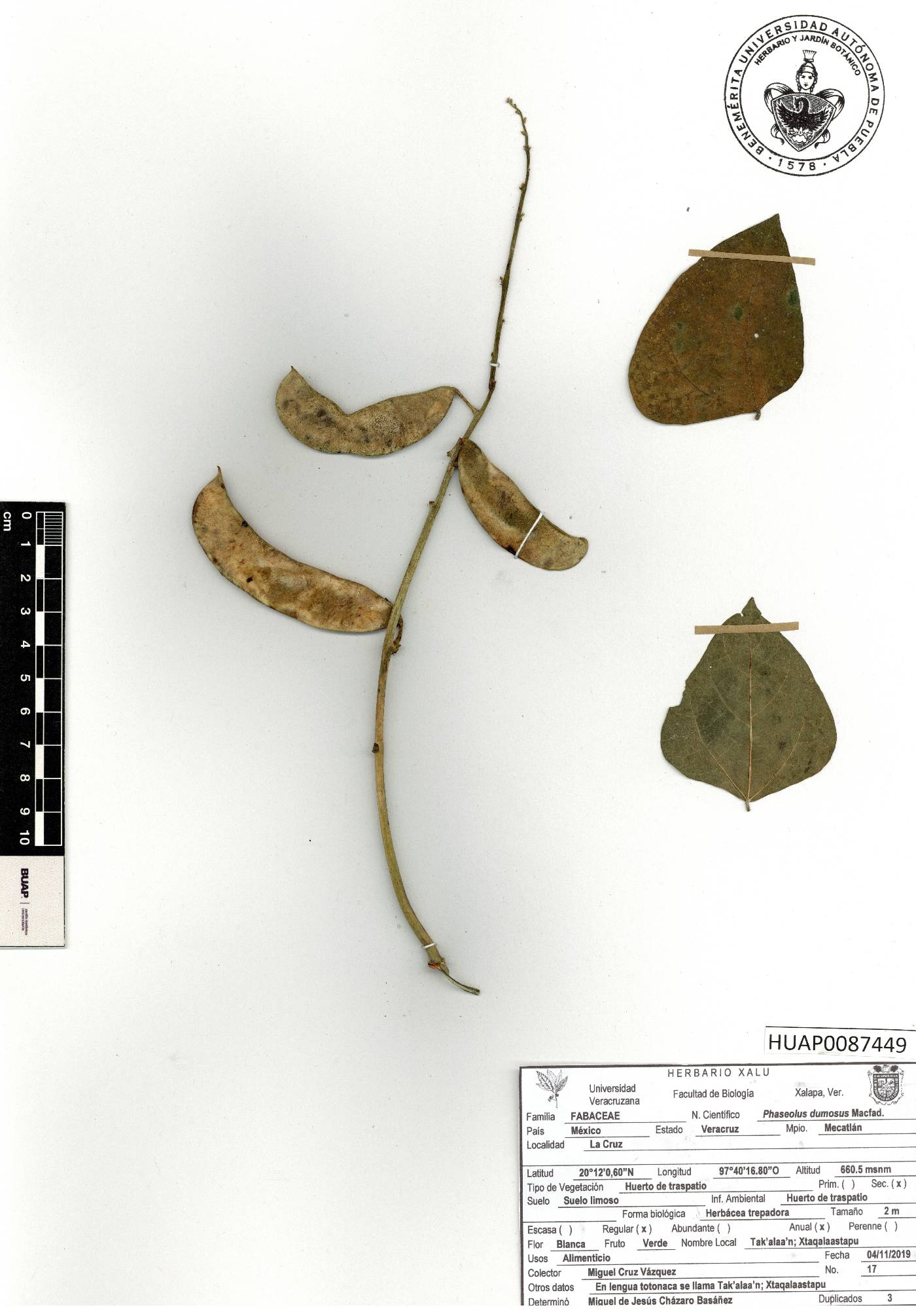 Phaseolus dumosus image