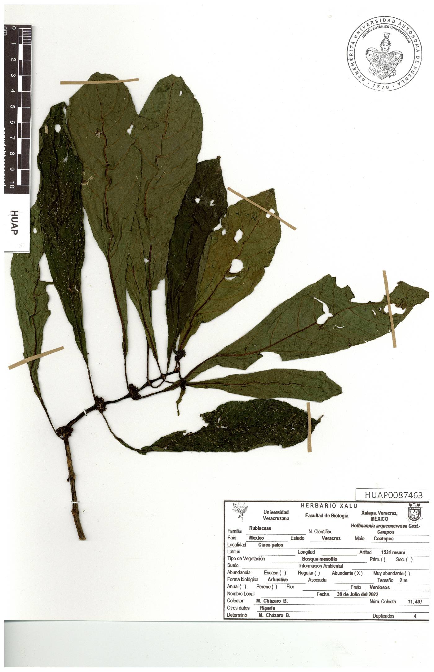 Hoffmannia arqueonervosa image