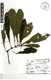 Image of Hoffmannia arqueonervosa