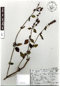 Mesosphaerum suaveolens image