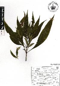 Ruellia jussieuoides image