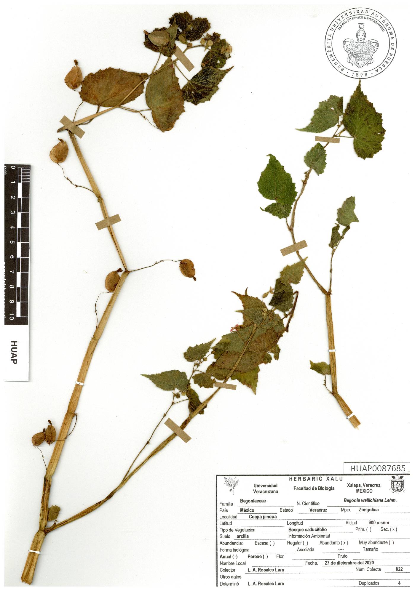 Begonia wallichiana image