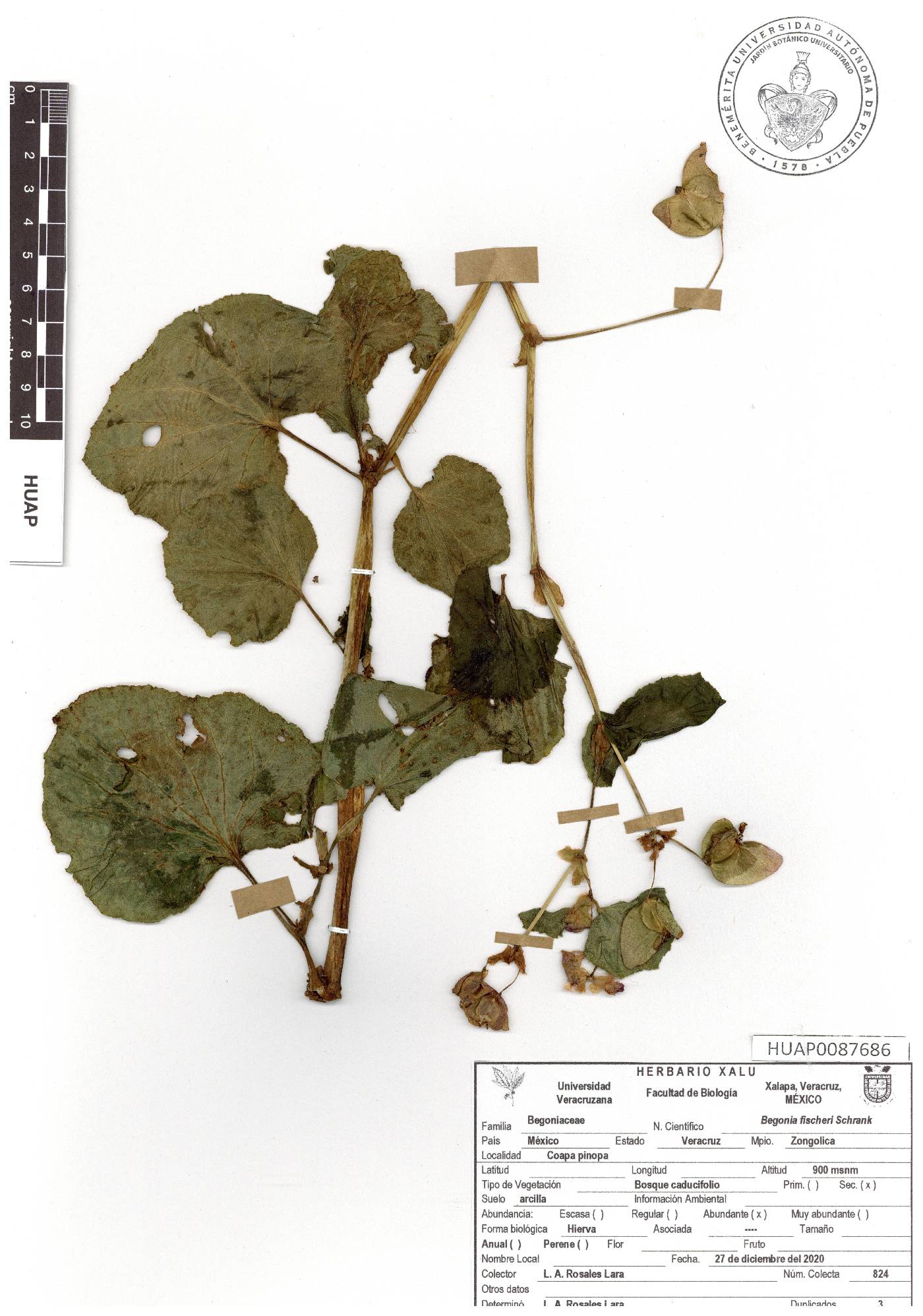 Begonia fischeri image