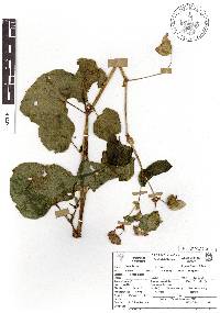 Begonia fischeri image