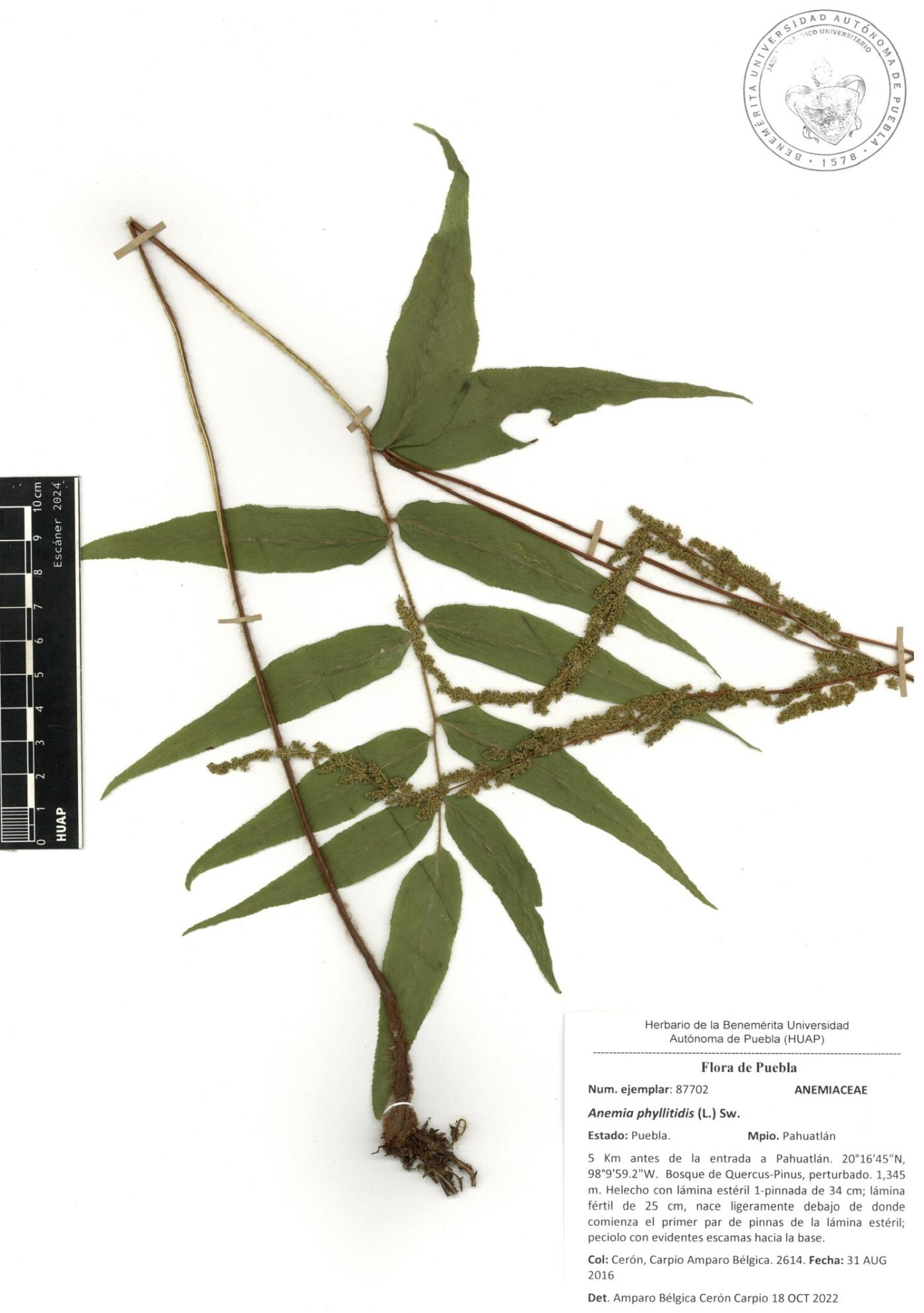 Anemia phyllitidis image
