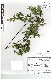 Adiantum tenerum image