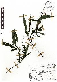 Stenostephanus gracilis image
