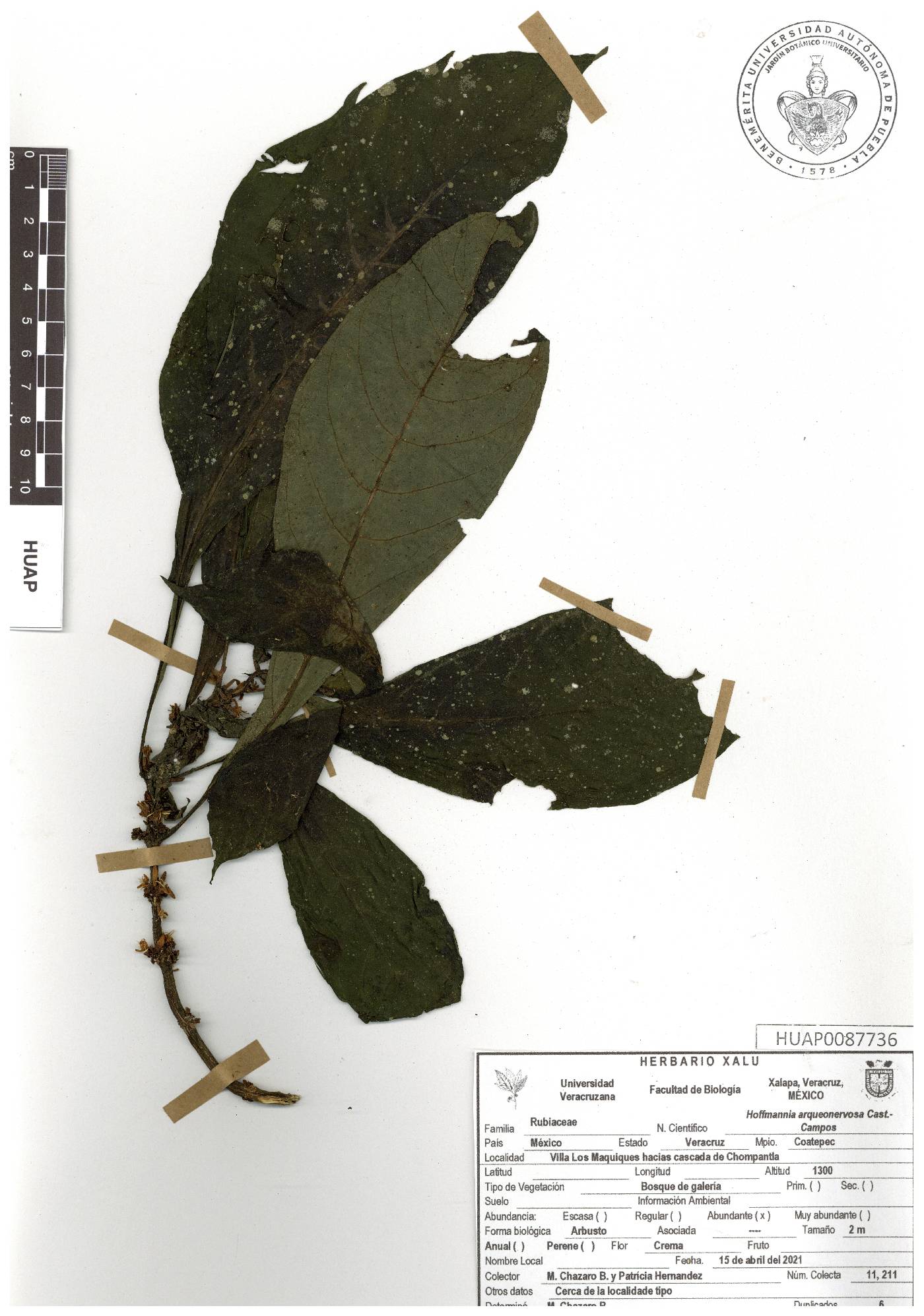 Hoffmannia arqueonervosa image