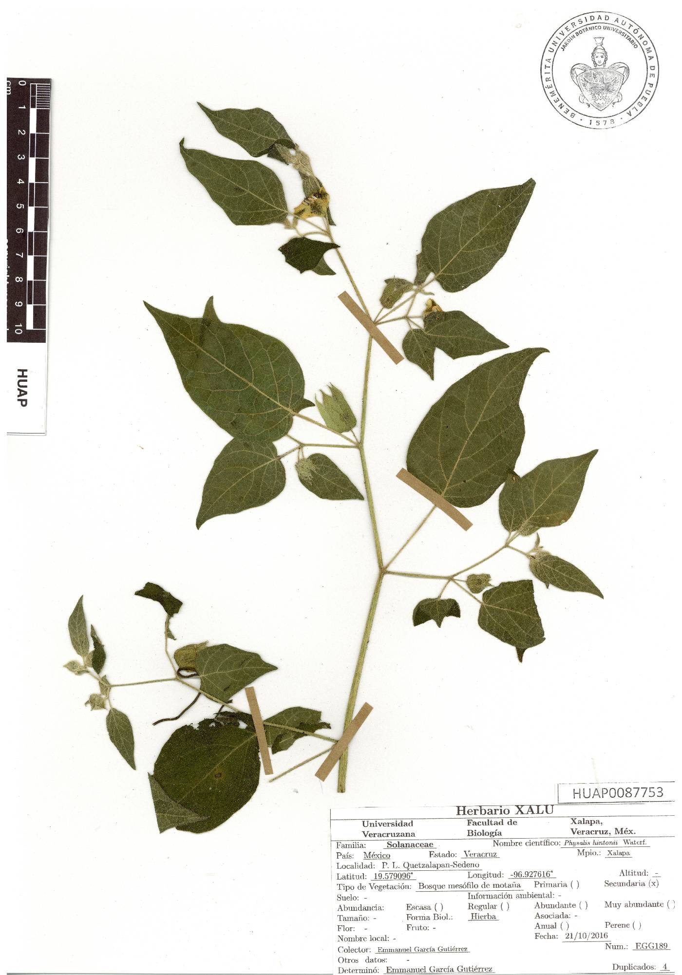 Physalis hintonii image