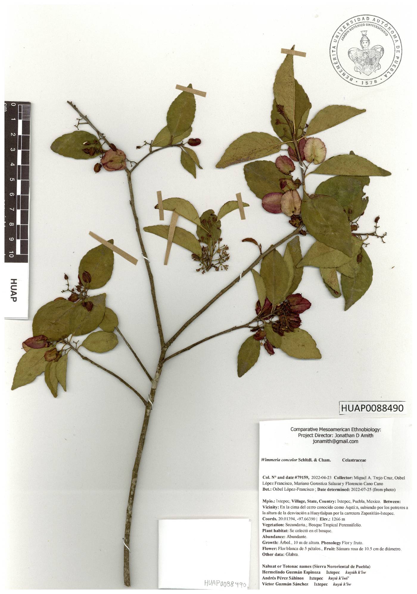 Wimmeria concolor image