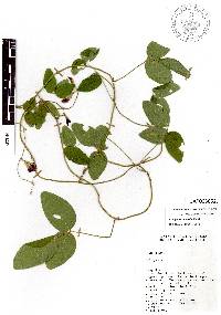 Cologania pulchella image