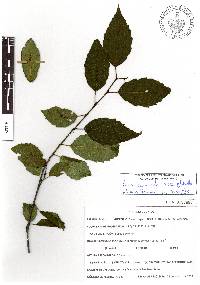 Alnus acuminata image