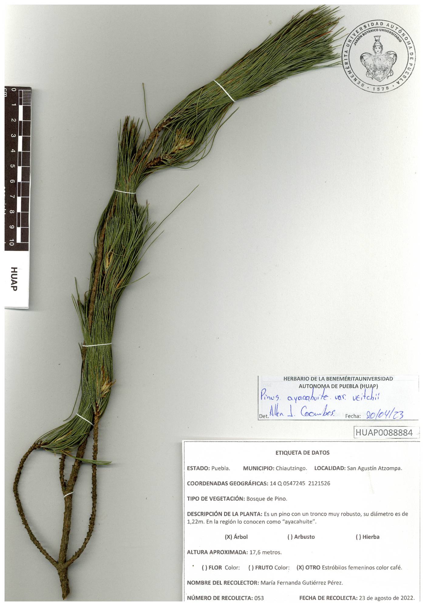 Pinus ayacahuite var. veitchii image