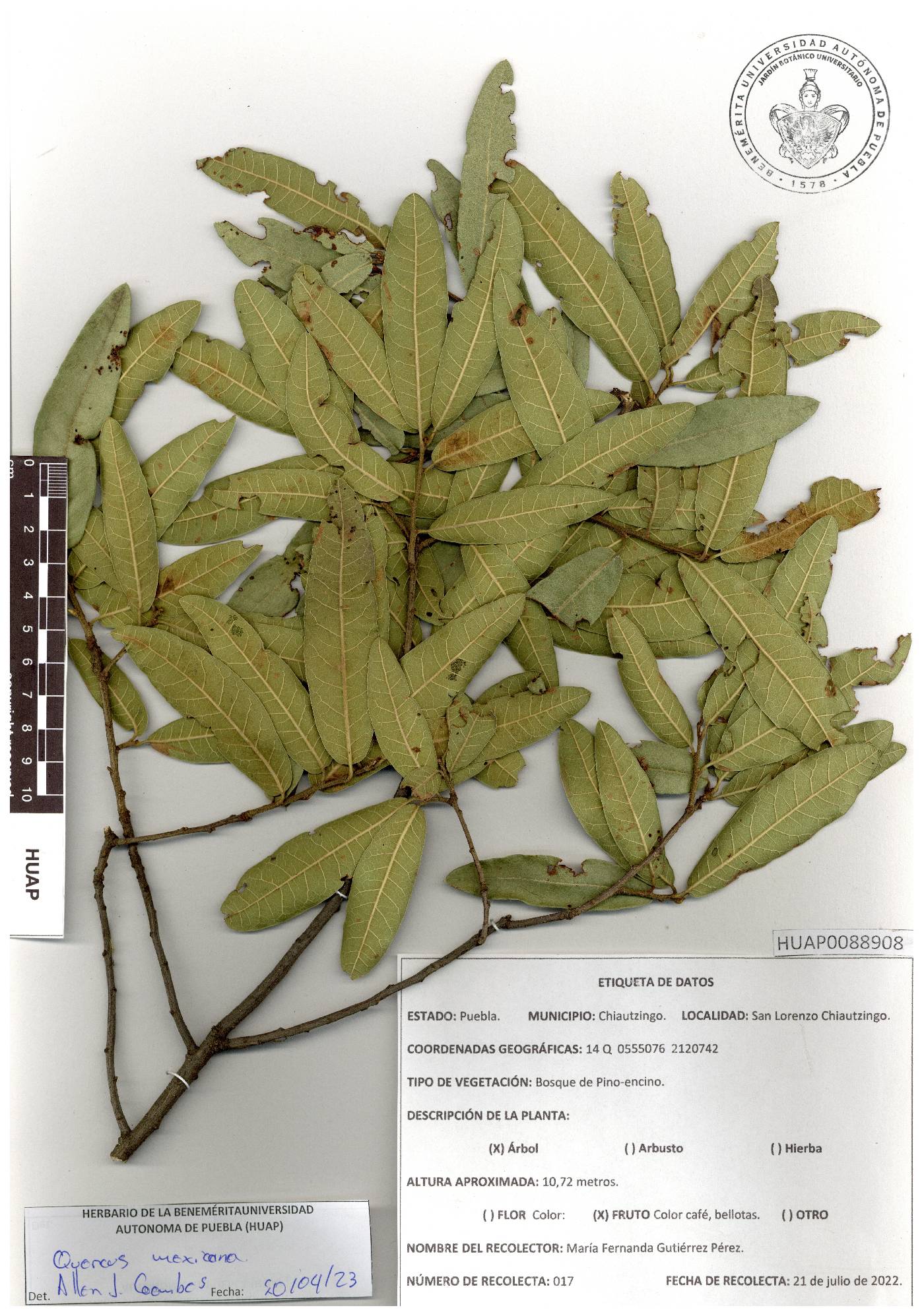 Quercus mexicana image