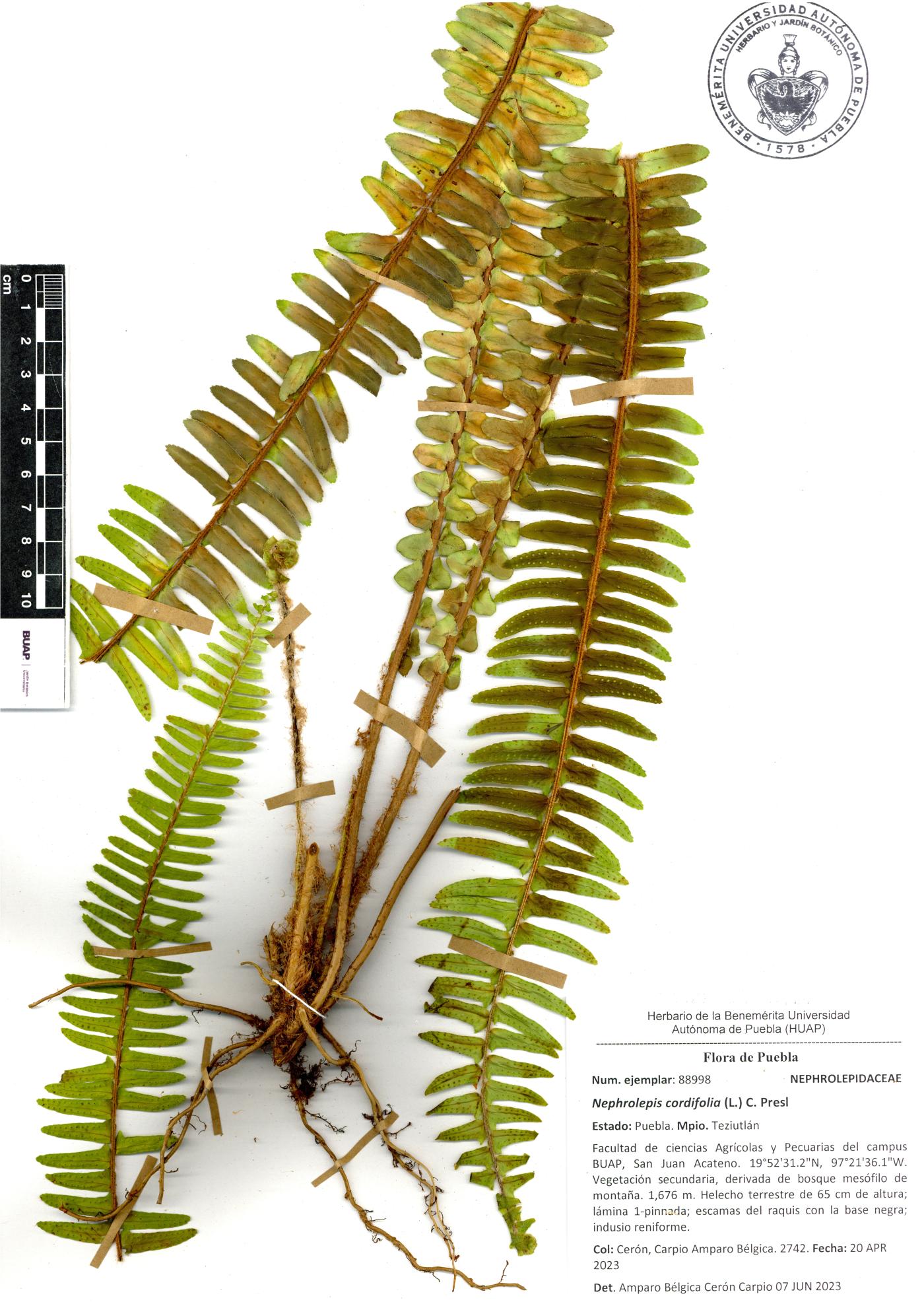 Nephrolepis cordifolia image