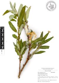 Salix bonplandiana image