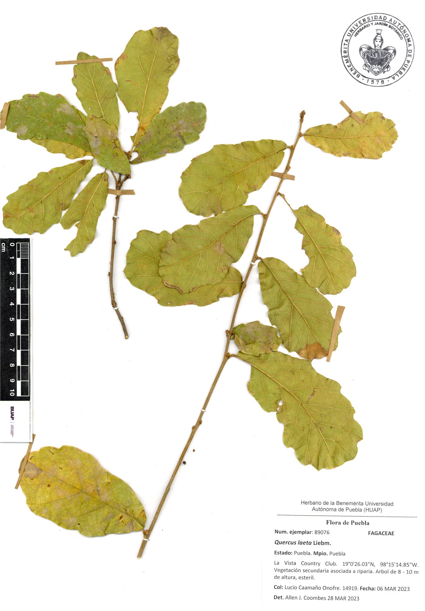 Quercus laeta image