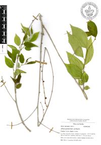 Ulmus pumila image